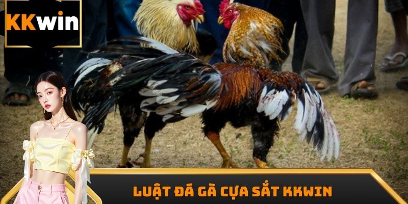 Luật đá gà cựa sắt Kkwin