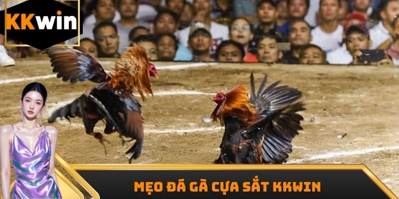 Mẹo đá gà cựa sắt Kkwin